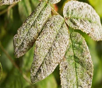 Control of powdery mildew and false with the combined use of Glass MG and Blaster