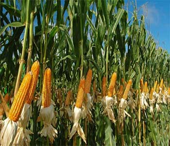 Effect of application of humic acid in irrigation water on yield and yield components of maize